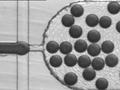 Strumień oleju „tnie” wodę (zabarwioną tuszem), tworząc kropelki o średnicy około 100 mikrometrów. Fot. Tomasz Szymborski